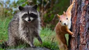 Raccon & Squirrel