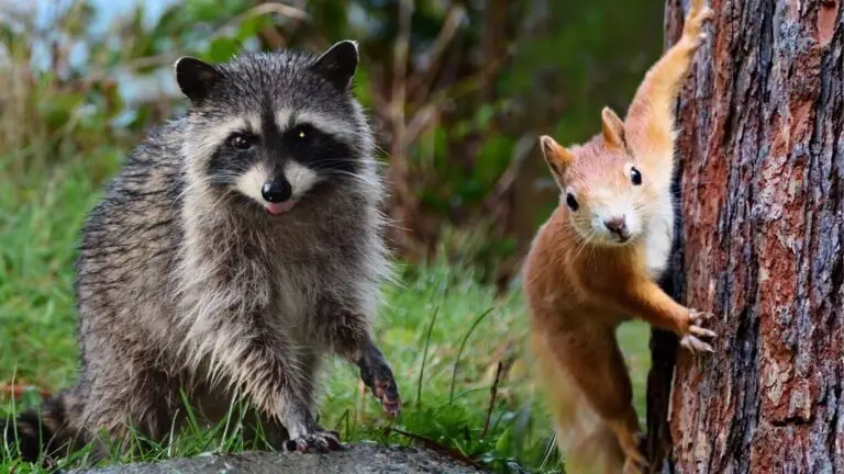 Raccon & Squirrel