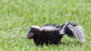 Skunk