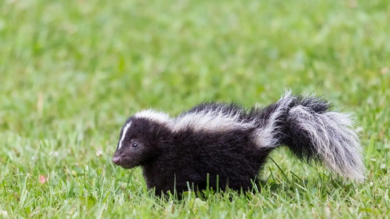 All About Skunks - Tomwildlife